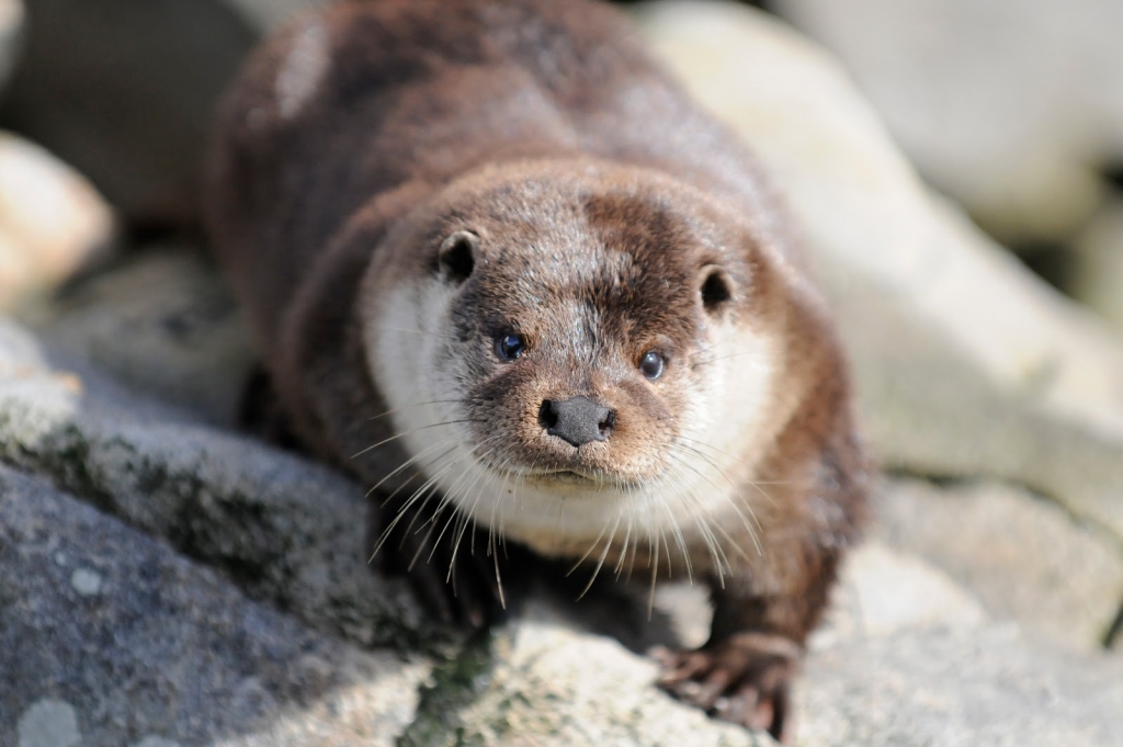 El Acuario de Lofoten