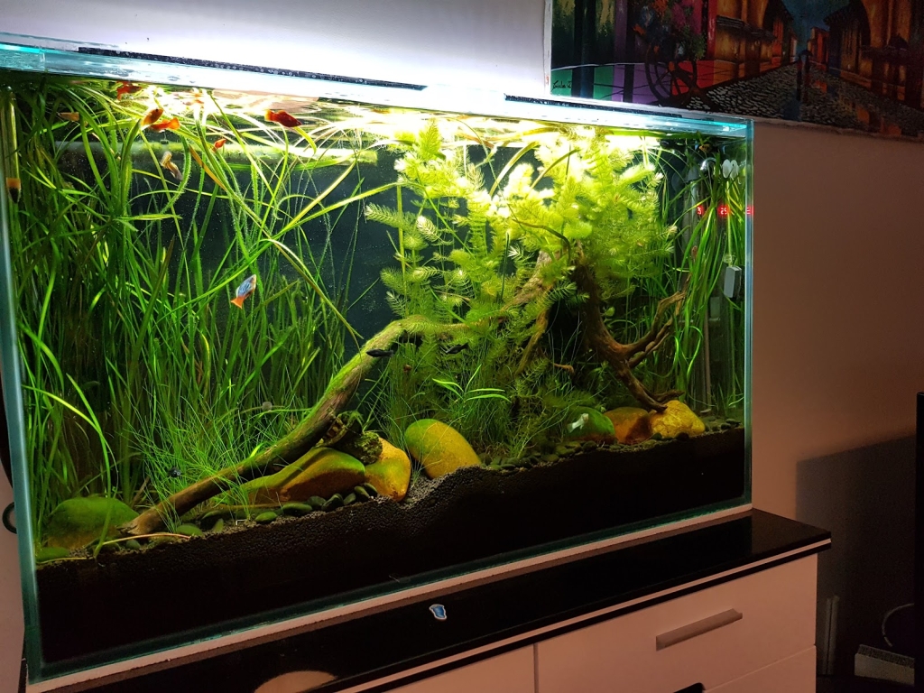 Mary-Annes Aquariums - Custom Aquarium Builder