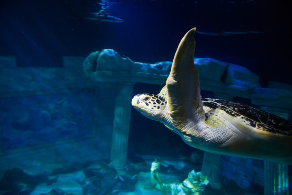 SEA LIFE Centro Porto
