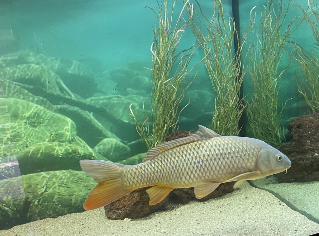 Acuario Fluvial de Constância