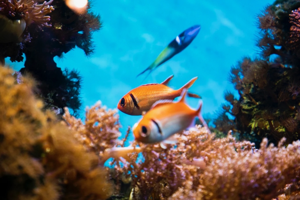 Acuario Särkänniemi