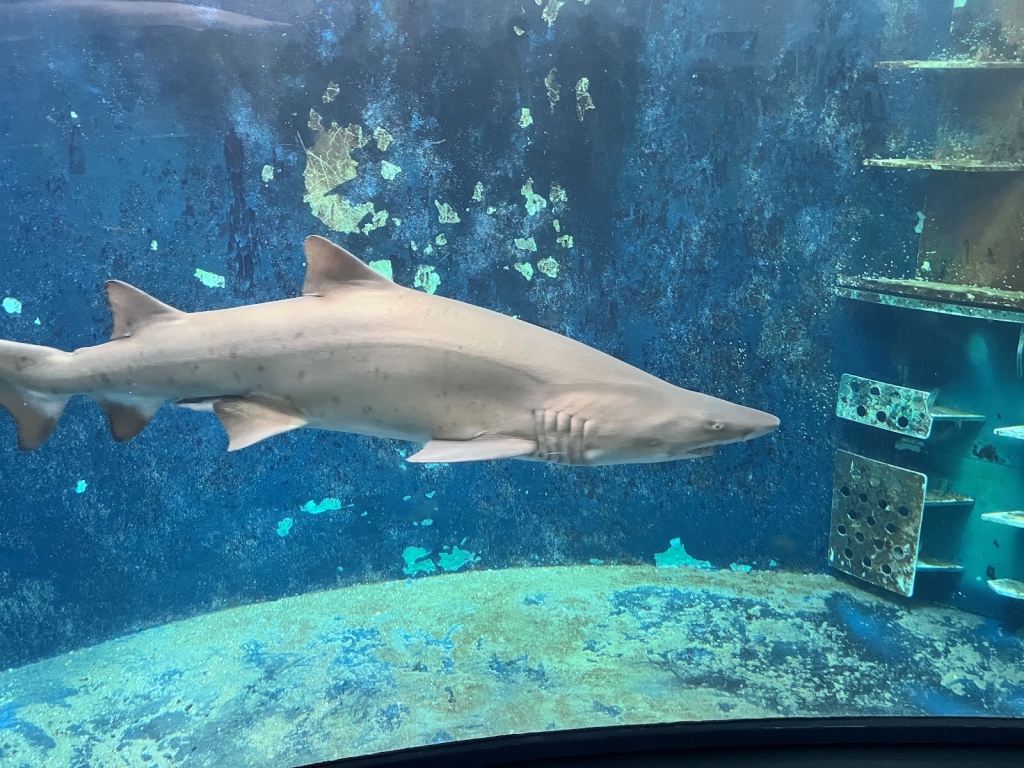 Gran Acuario de Saint Malo