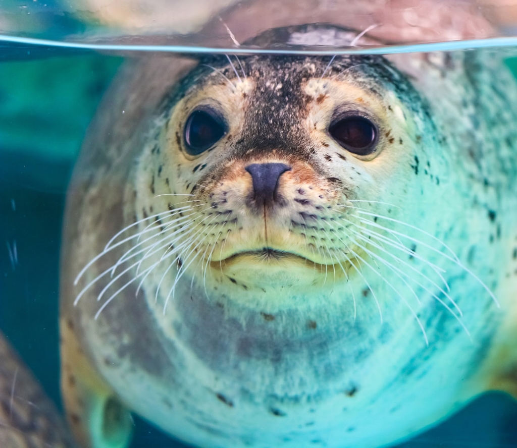Acuario de Biarritz