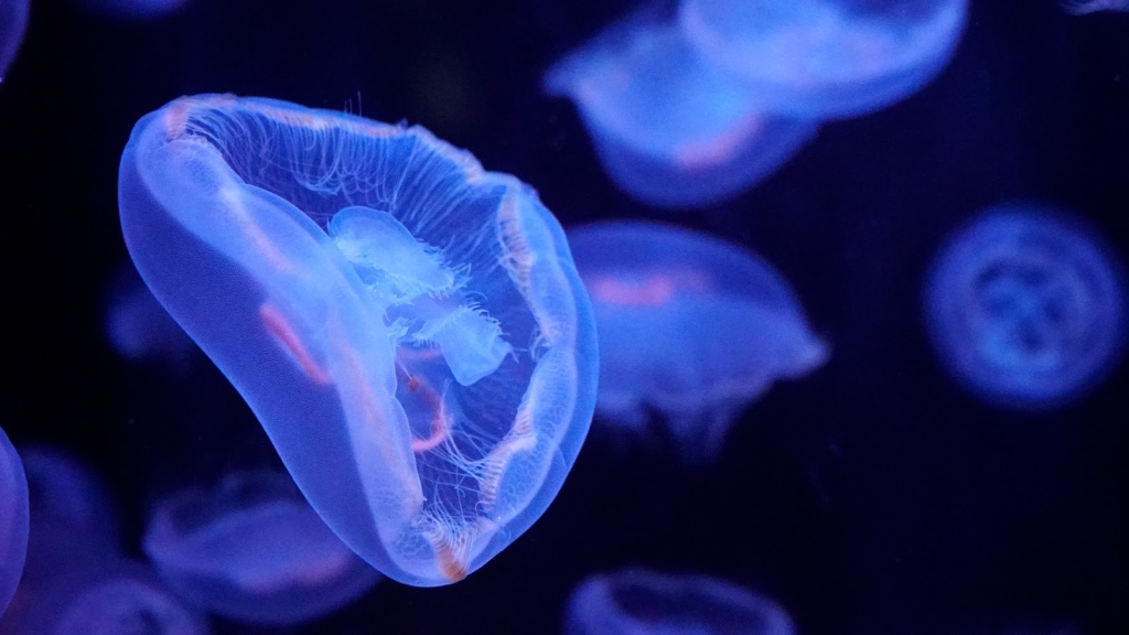 Acuario de París