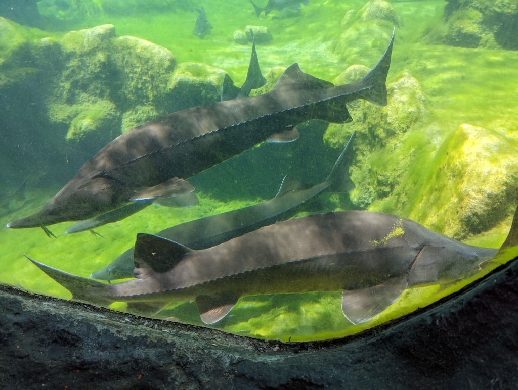 Acuario Périgord Noir