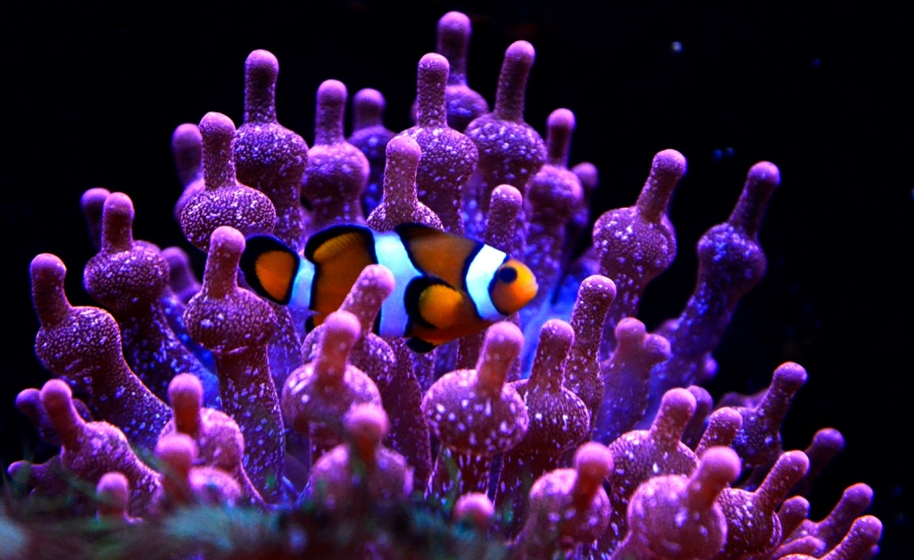 Acuario de Lyon