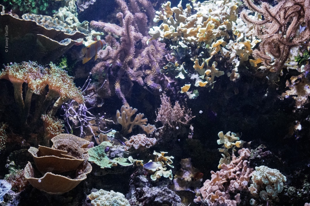 Acuario de Limousin