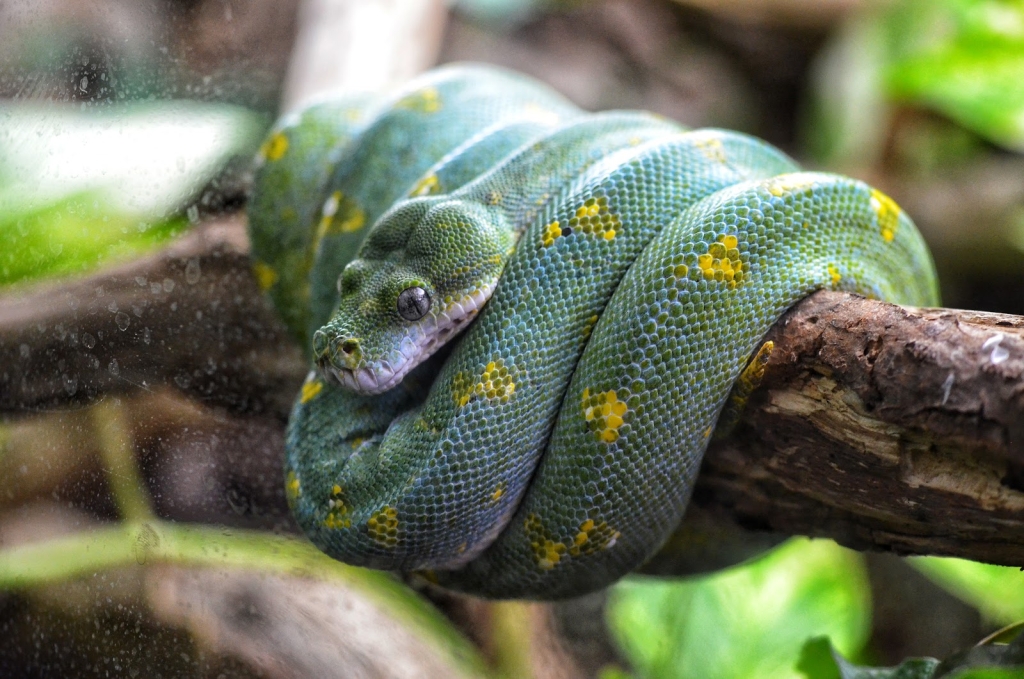 Micro Zoo Saint-Malo