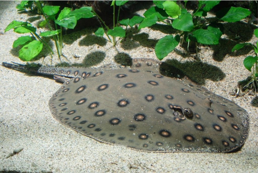 Acuario de los Trópicos
