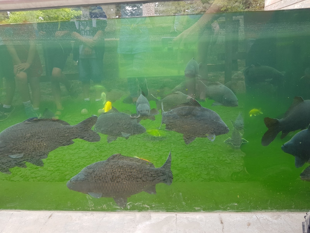 Acuario de Vendresse