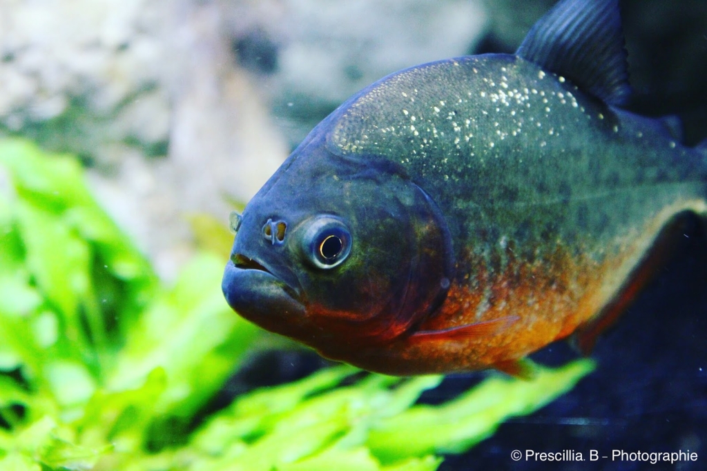 Acuario de Dunkerque