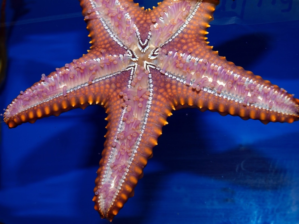 Acuario Bach