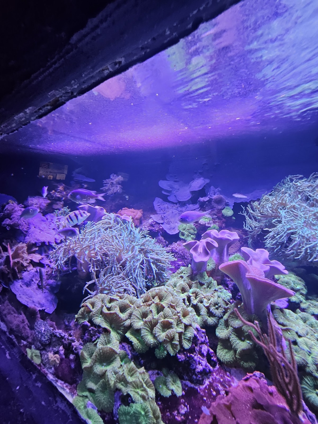 El Acuario