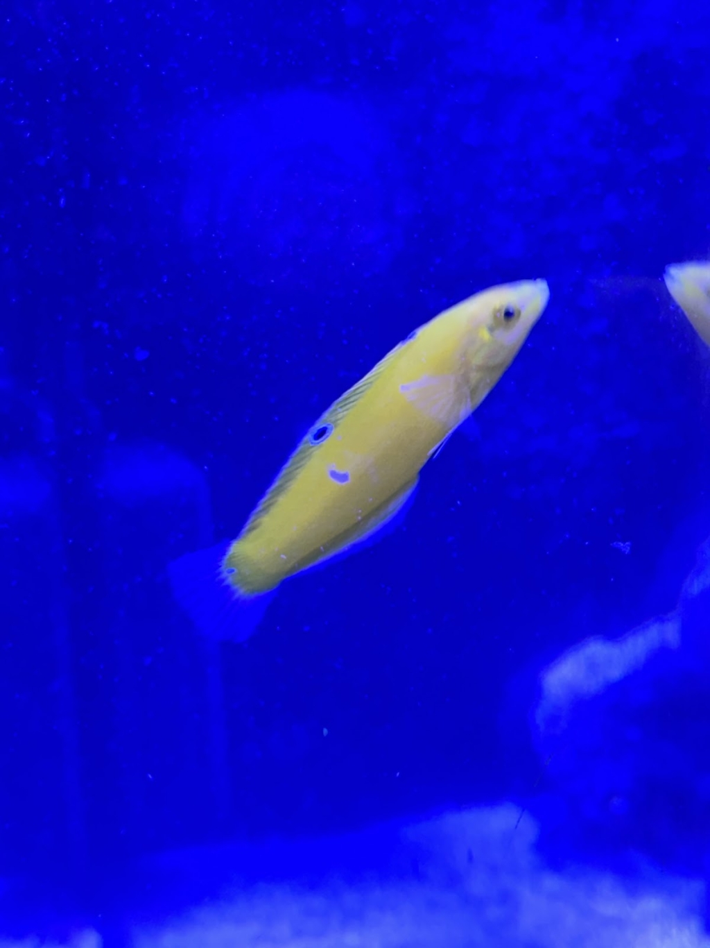 Aquaexotic