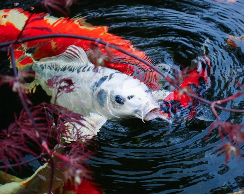 Carpa Koi Magikoï