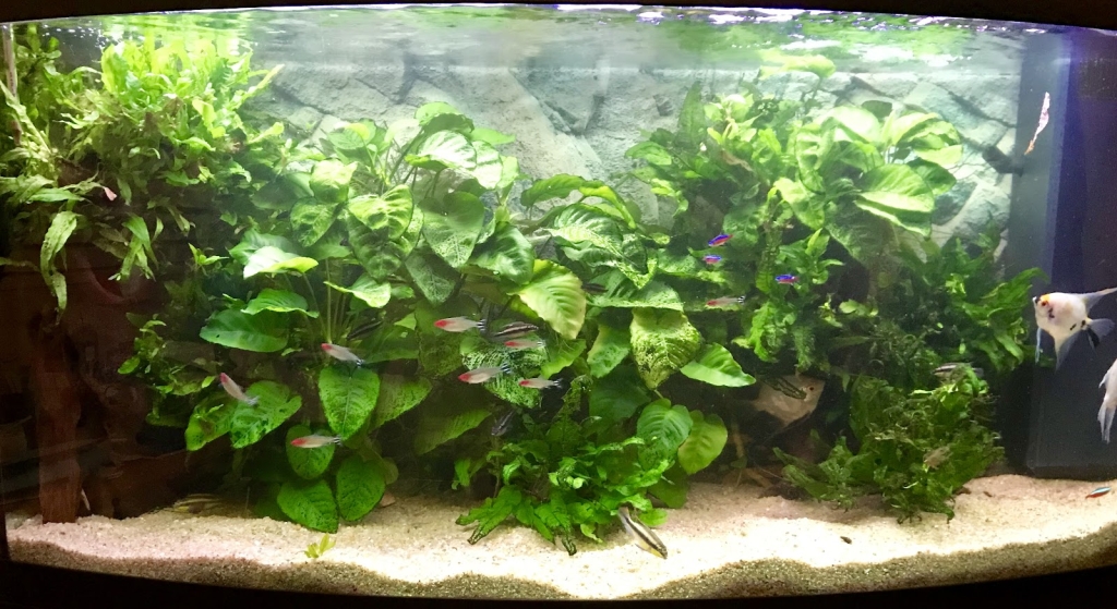 Passion Aqua Service