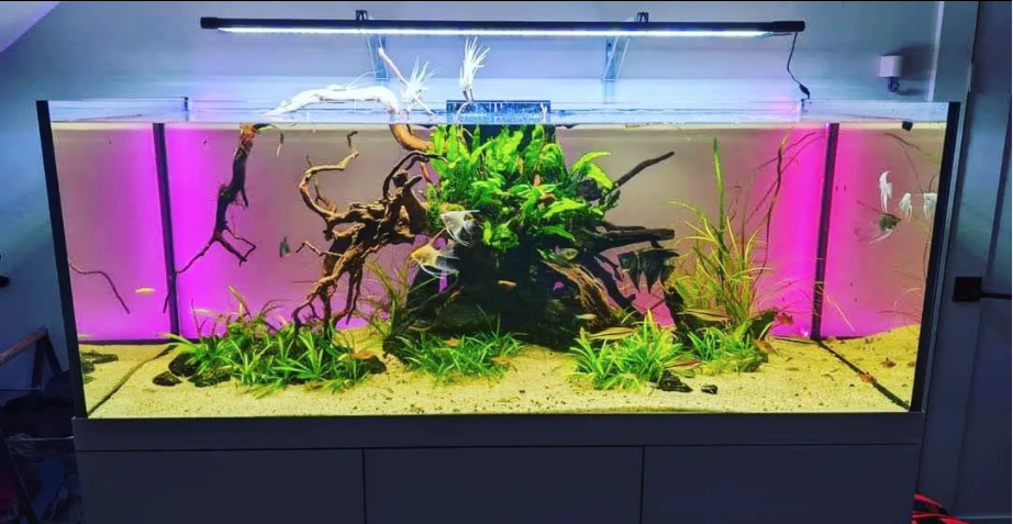Aquamah (Creation, maintenance, advice for your aquarium)
