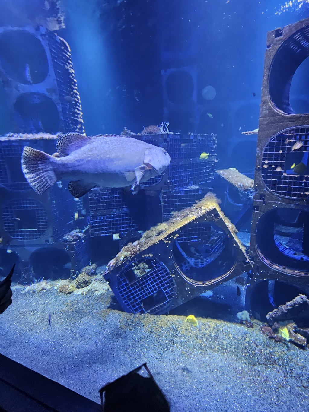 Calais Aquarium Society