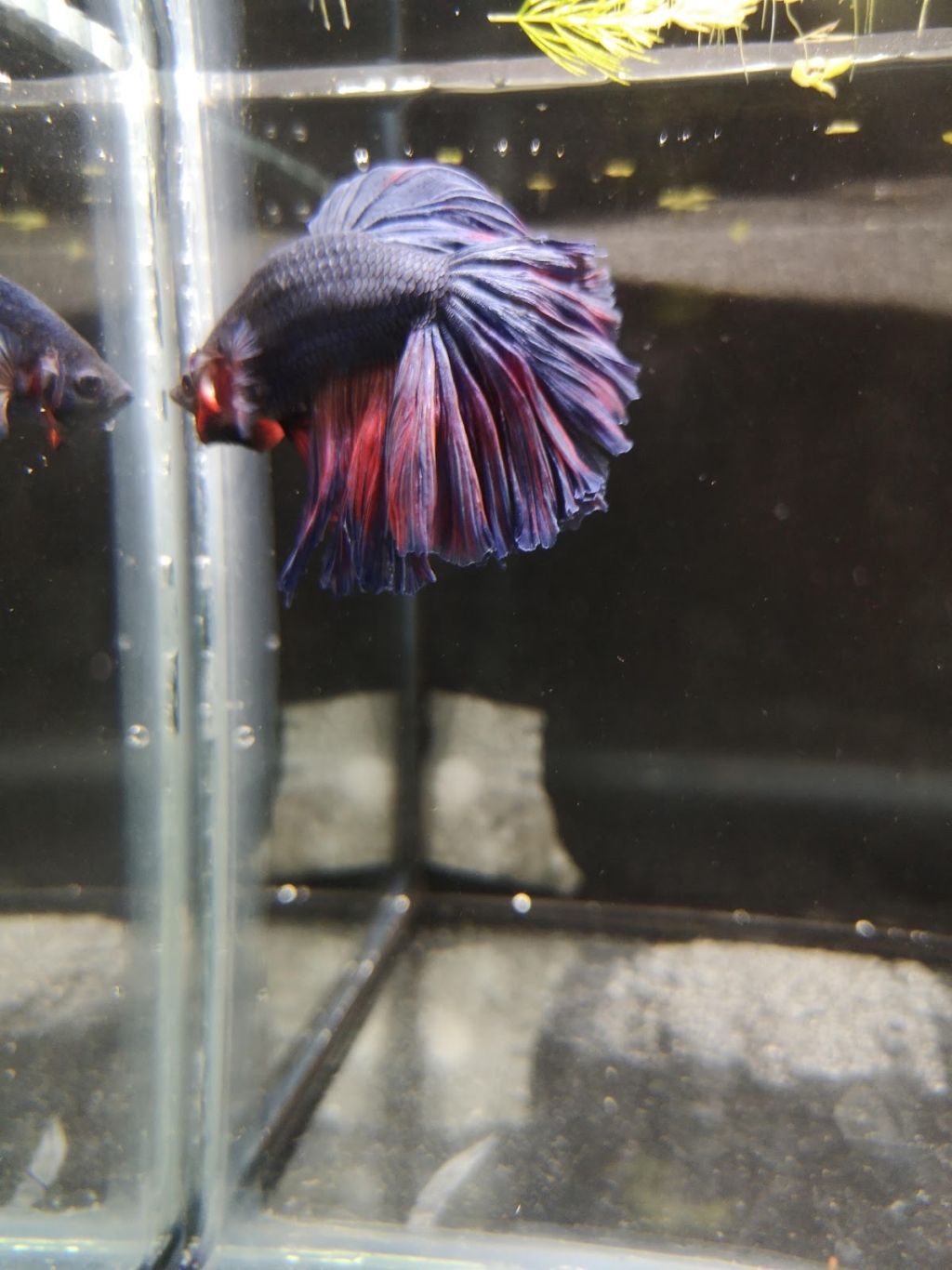 STALLER Martin EIRL AQUABOUTIK