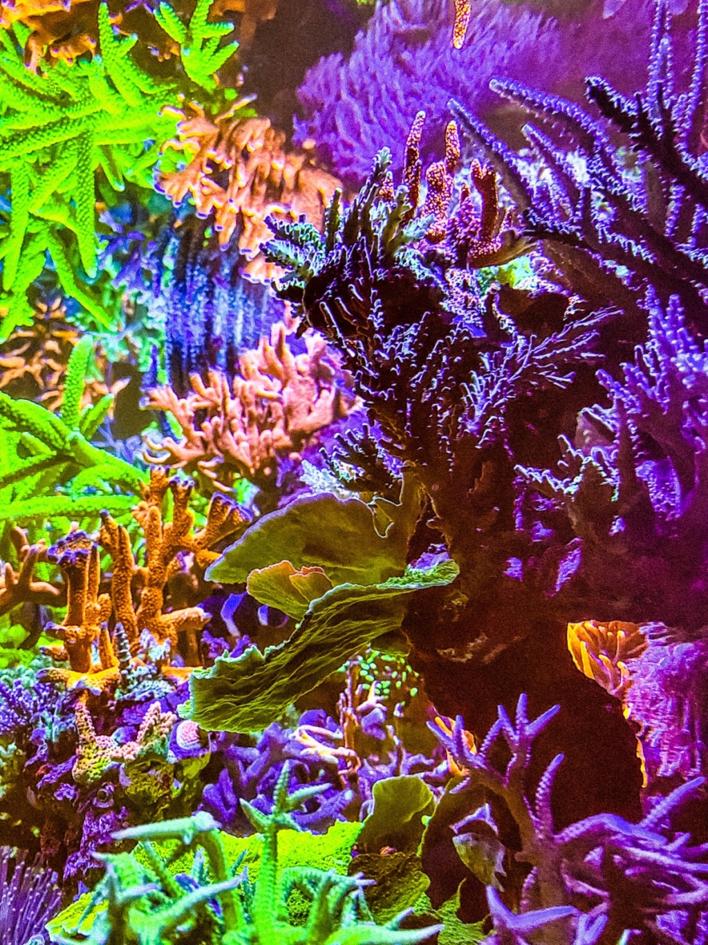 Swiss Coral Alliance - Private Coral Farm - Marine Aquaristics