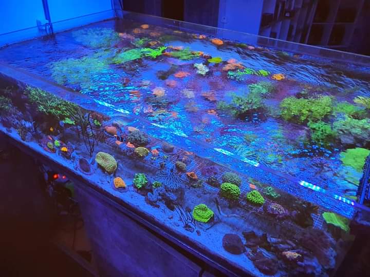Aquarium Systems Technology AG