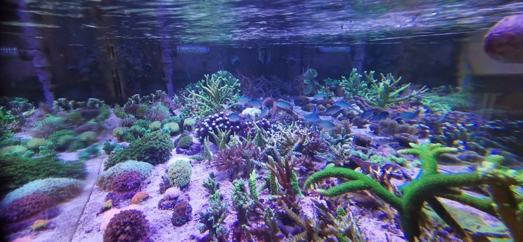 Leman Aquatique sàrl