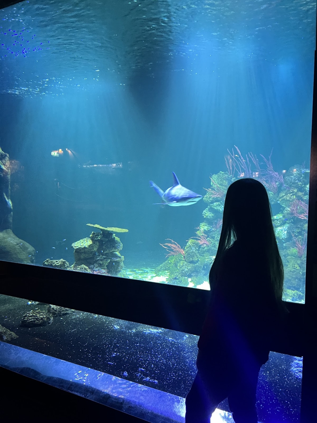 Haga Ocean