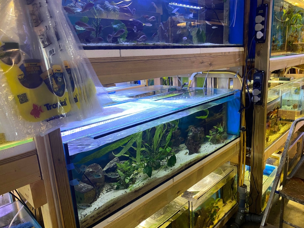 Näsets Cichlid Hobby