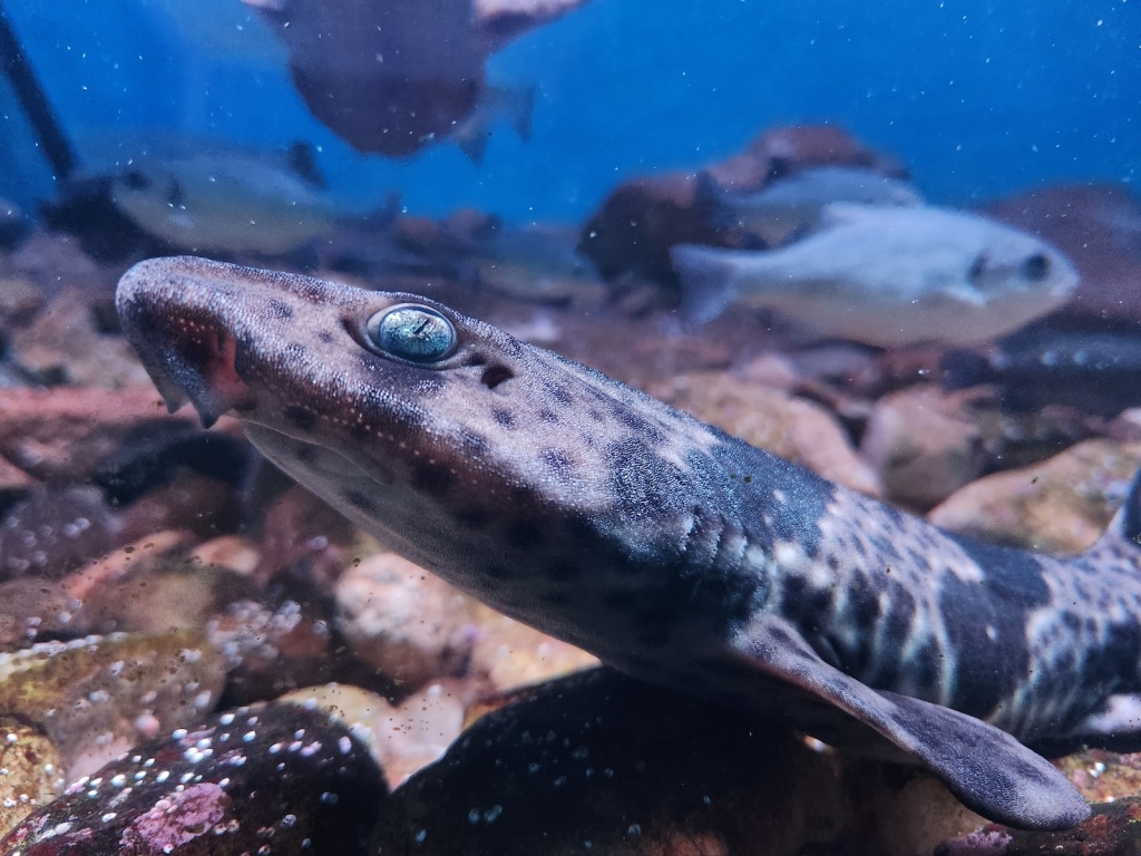 Acuario / Museo Escuela de Ciencias Marinas, UCN