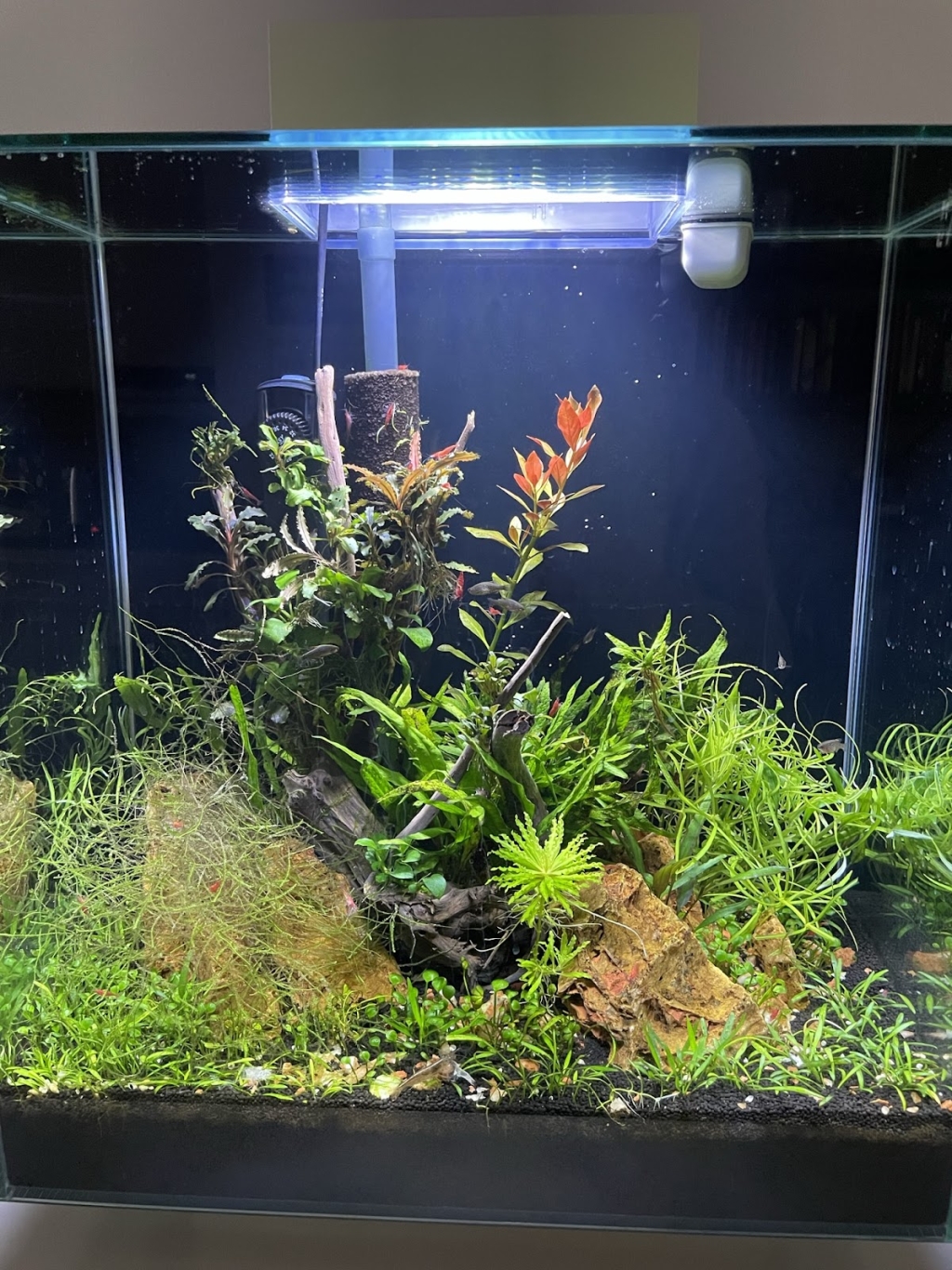 Aquawoman Aquarienservice & Aquarium Specialized Trade