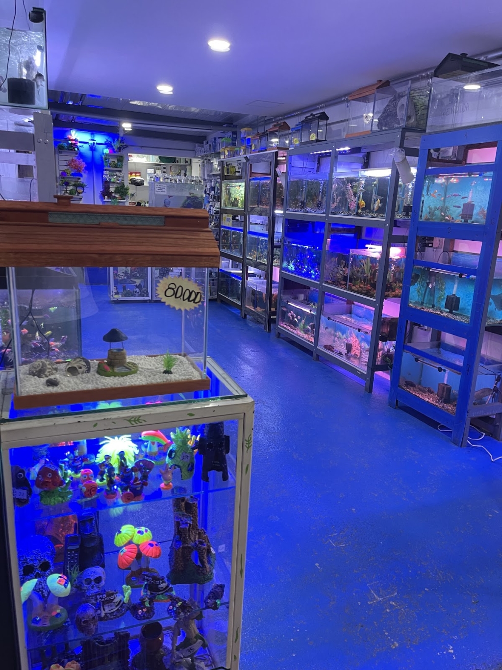 The Little Fish Aquarium