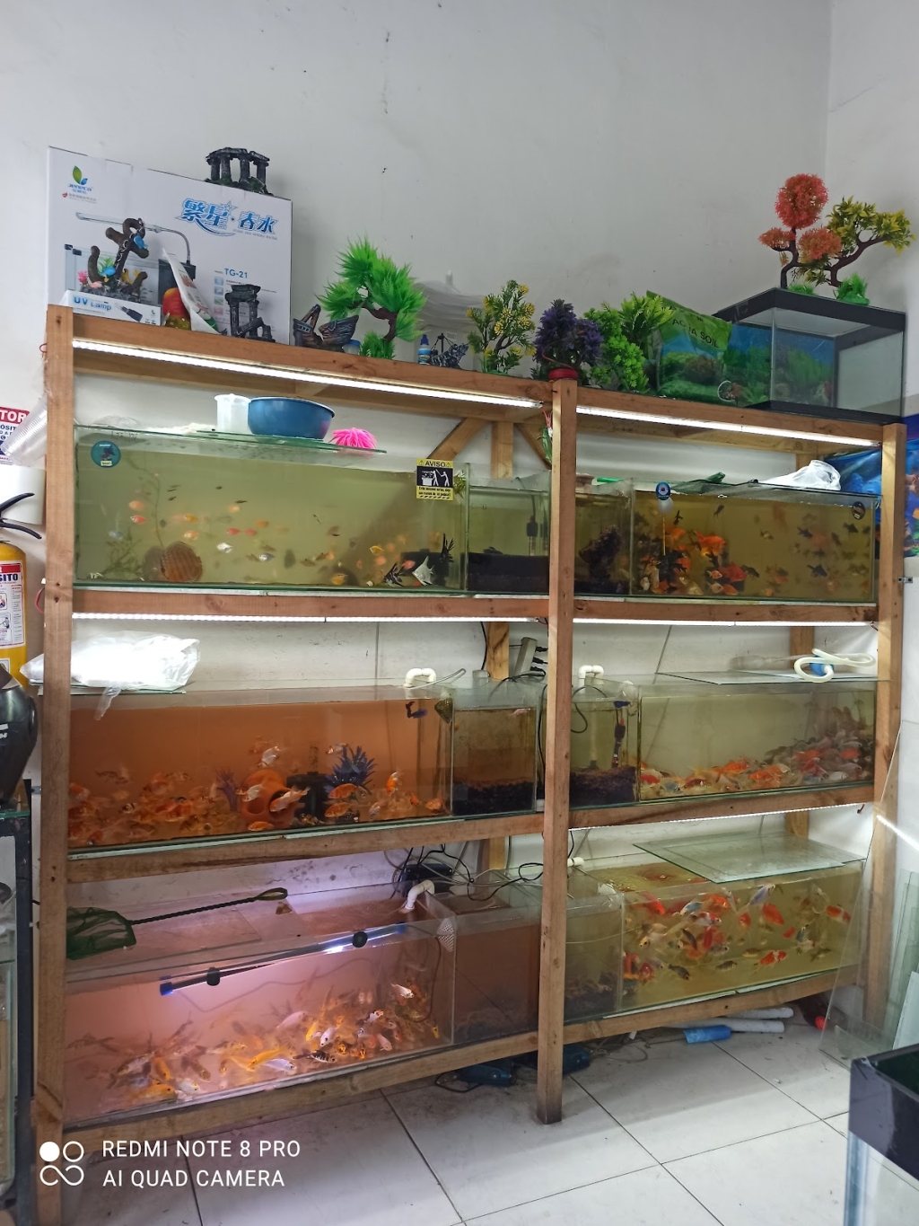 ACUARIOS DEL REALPE - peces, acuario y decoración.