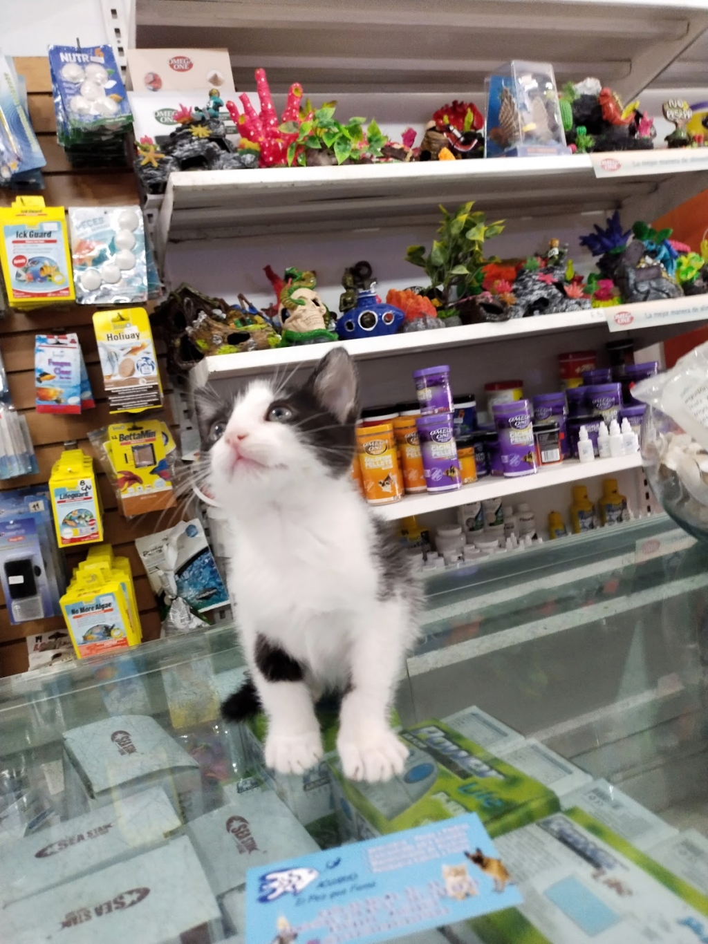 The Smoking Fish Aquarium