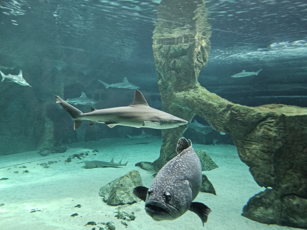 Acuario