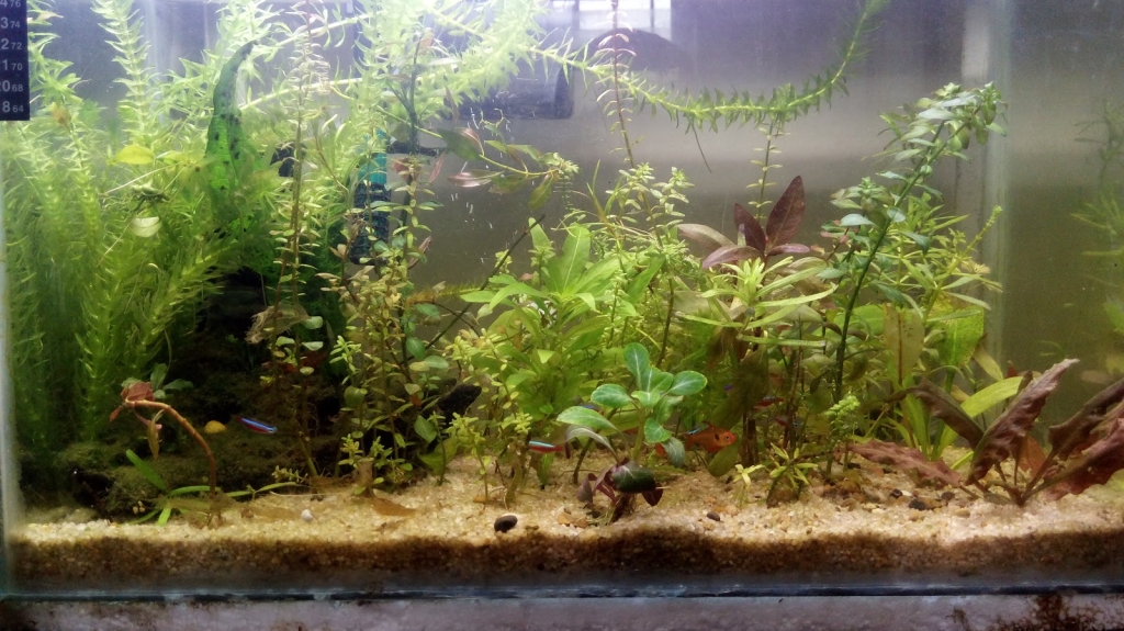 The Fish Corner