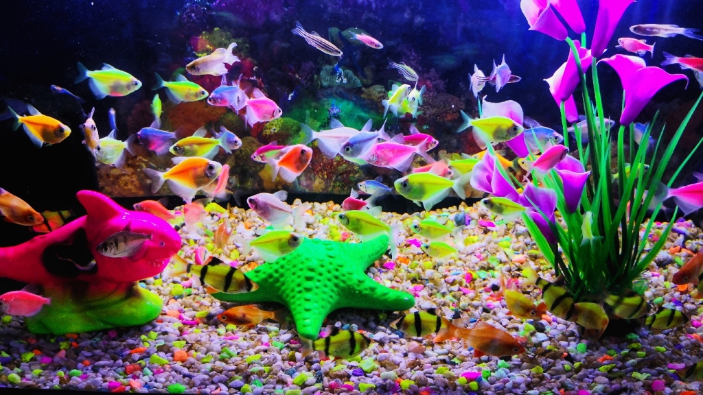 Acuarium Aquamazonicos