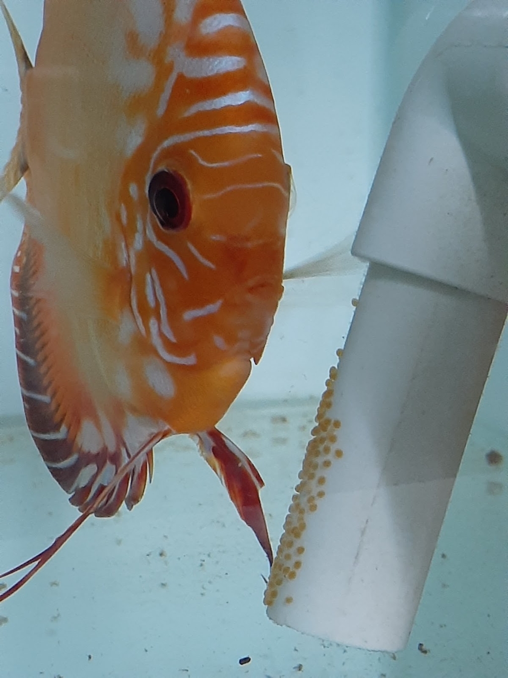 Acuario J.Y.C.