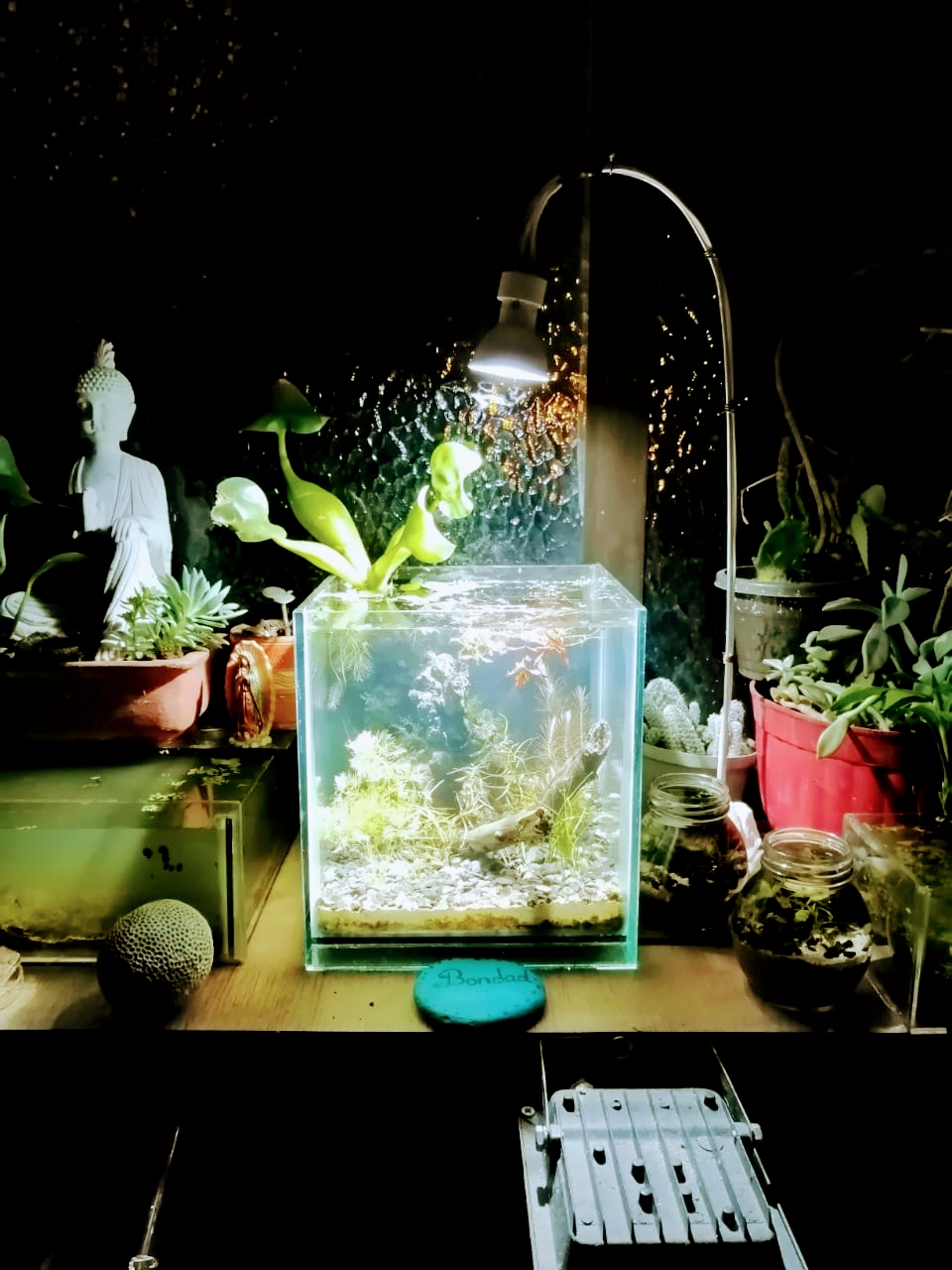 Aquacubes