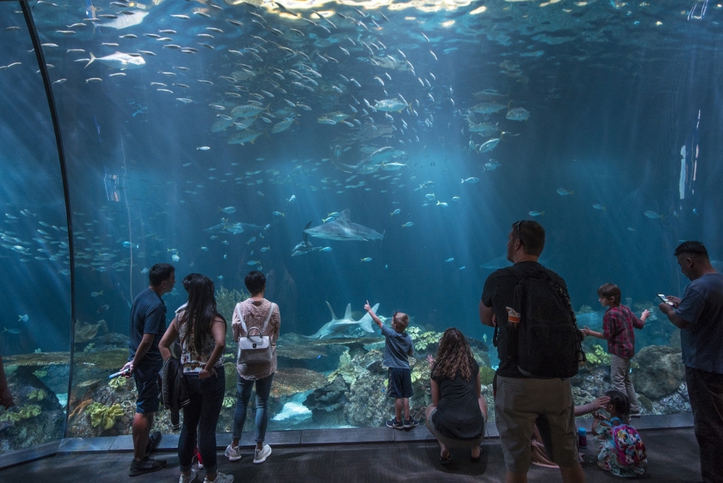 Acuario Shedd