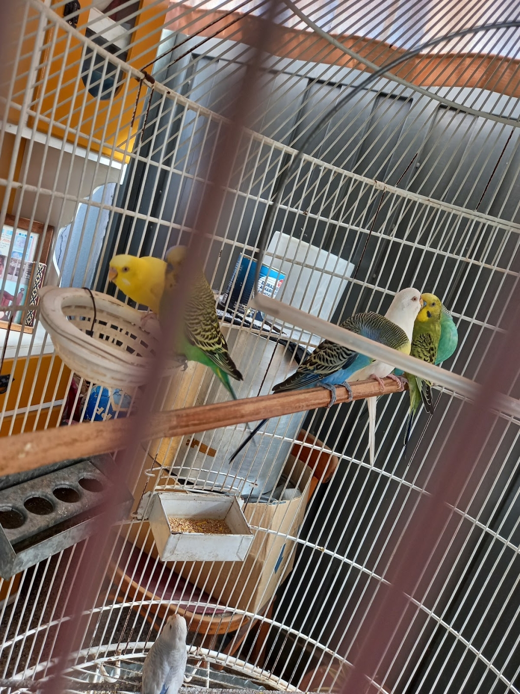 Casa Fioretti - Todo Para Sus Pequeños y Grandes Animales