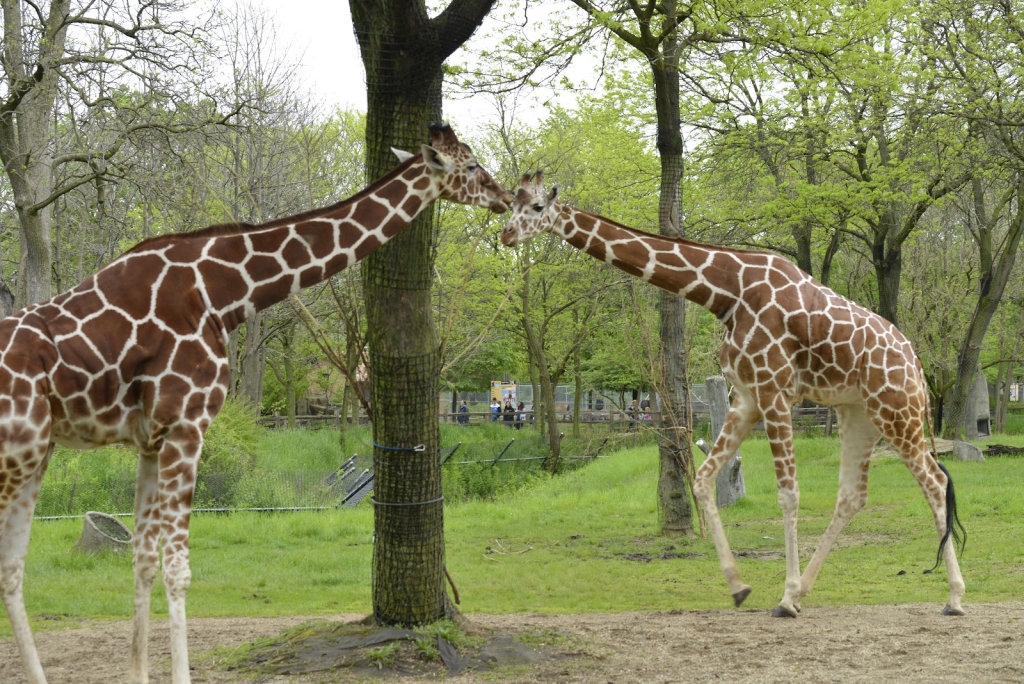 Zoológico de Brookfield