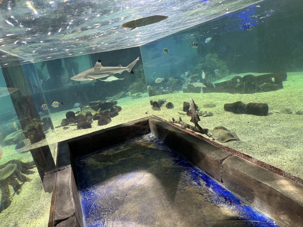 Acuario Interactivo One World anteriormente SeaQuest