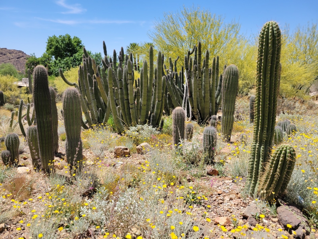Museo del Desierto de Arizona-Sonora