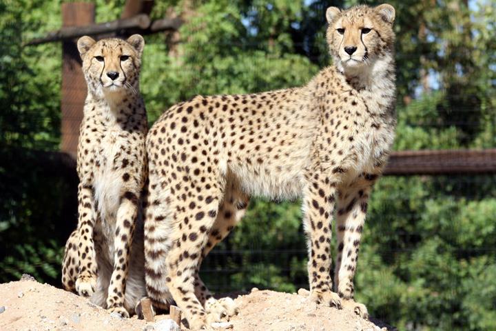Zoológico Mundial de Vida Silvestre, Acuario y Parque Safari