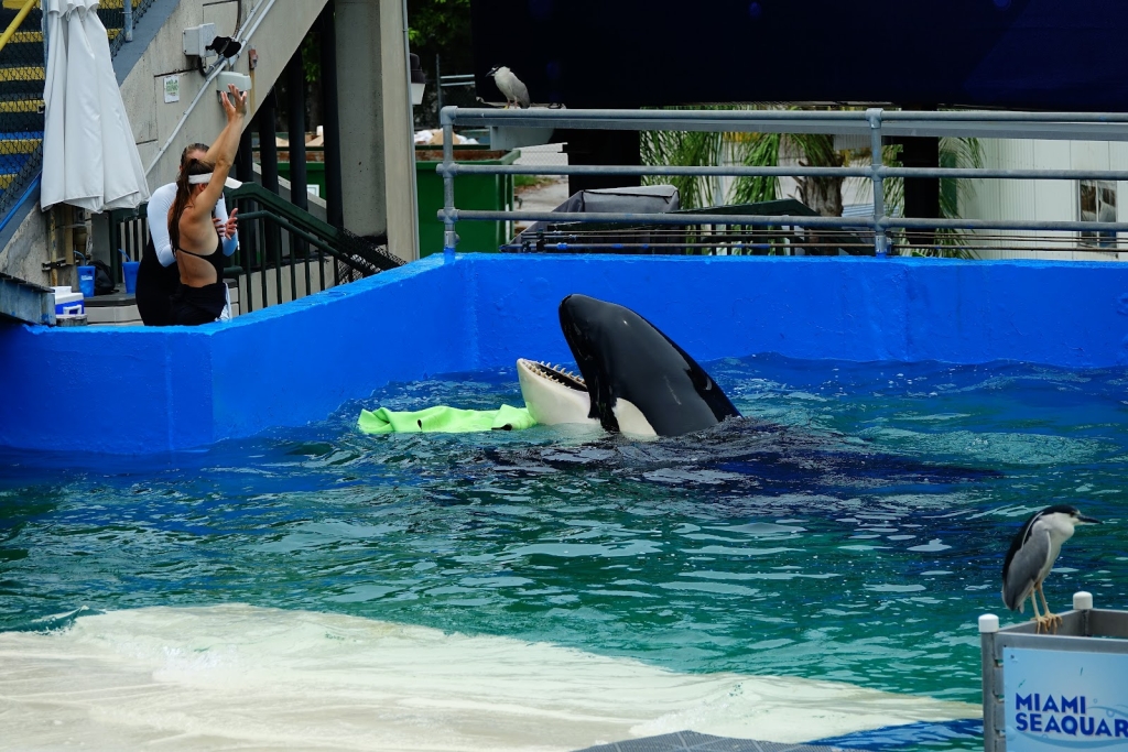 Miami Seaquarium