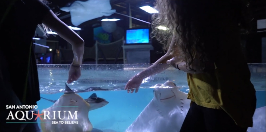 Acuario de San Antonio