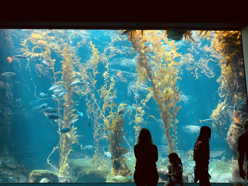 Acuario Birch