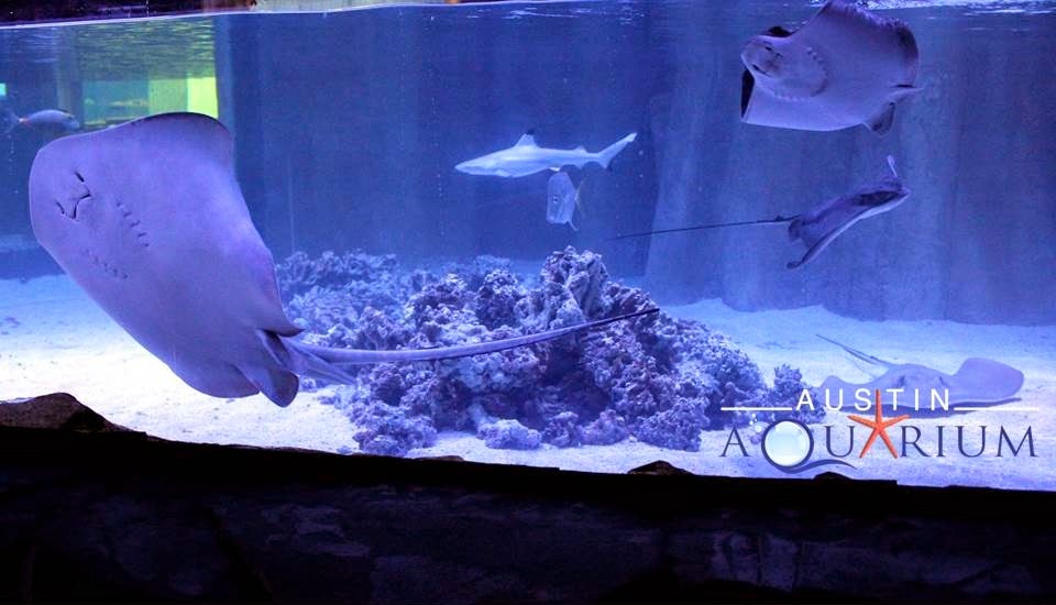 Acuario de Austin