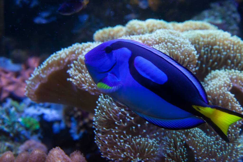 Acuario del ABQ BioPark