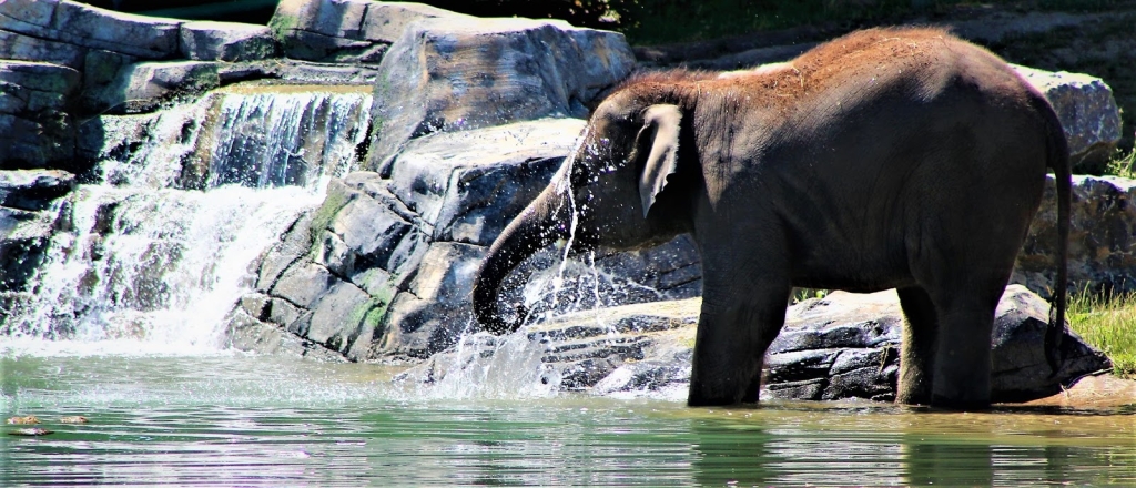 Zoo Rosamond Gifford